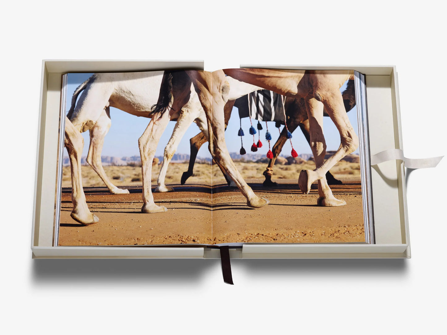 Grace in The Desert: The Beauty of Saudi Arabia's Camels