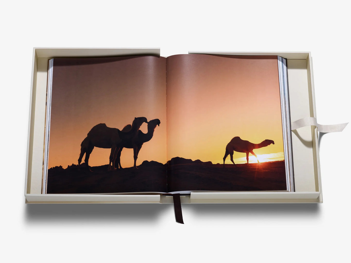 Grace in The Desert: The Beauty of Saudi Arabia's Camels