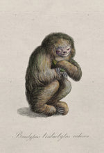 Load image into Gallery viewer, Collection Extinct Animals - Blushing Sloth
