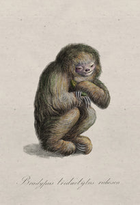 Collection Extinct Animals - Blushing Sloth